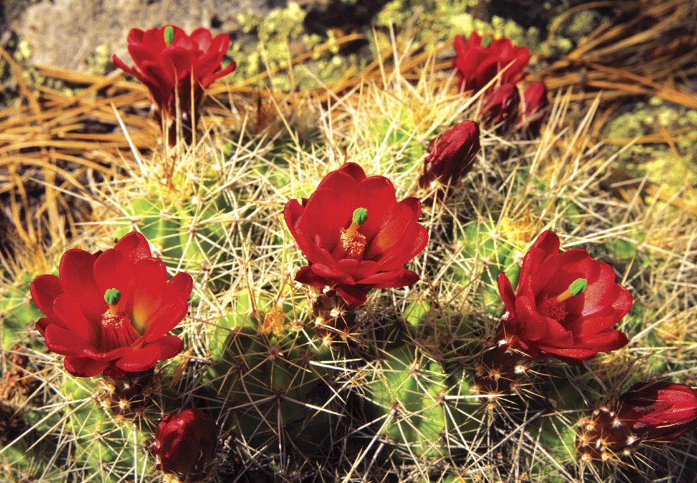 Claret Cup Cactus - MG0203 | Tom Johnson | Photography-Exposures International Gallery of Fine Art - Sedona AZ