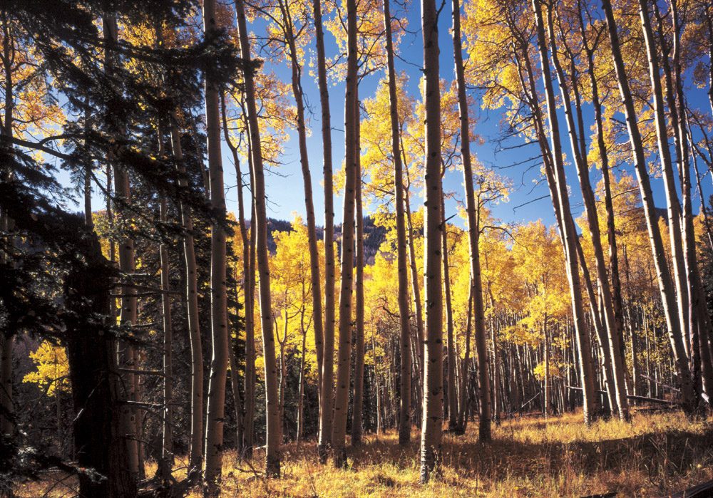 Lockett Meadow - FL0307 | Tom Johnson | Photography-Exposures International Gallery of Fine Art - Sedona AZ