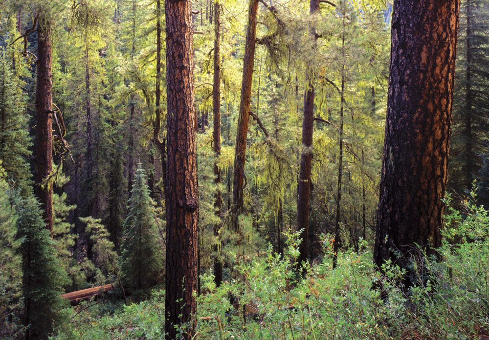 West Fork North Woods - SD0617 | Tom Johnson | Photography-Exposures International Gallery of Fine Art - Sedona AZ