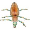 Bohemian Beetle | Kristin McDonald | -Exposures International Gallery of Fine Art - Sedona AZ